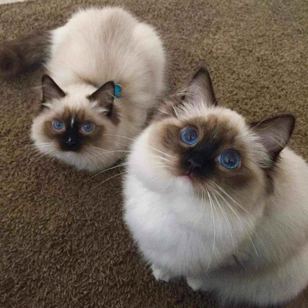 Рэгдолл бирманская Невская