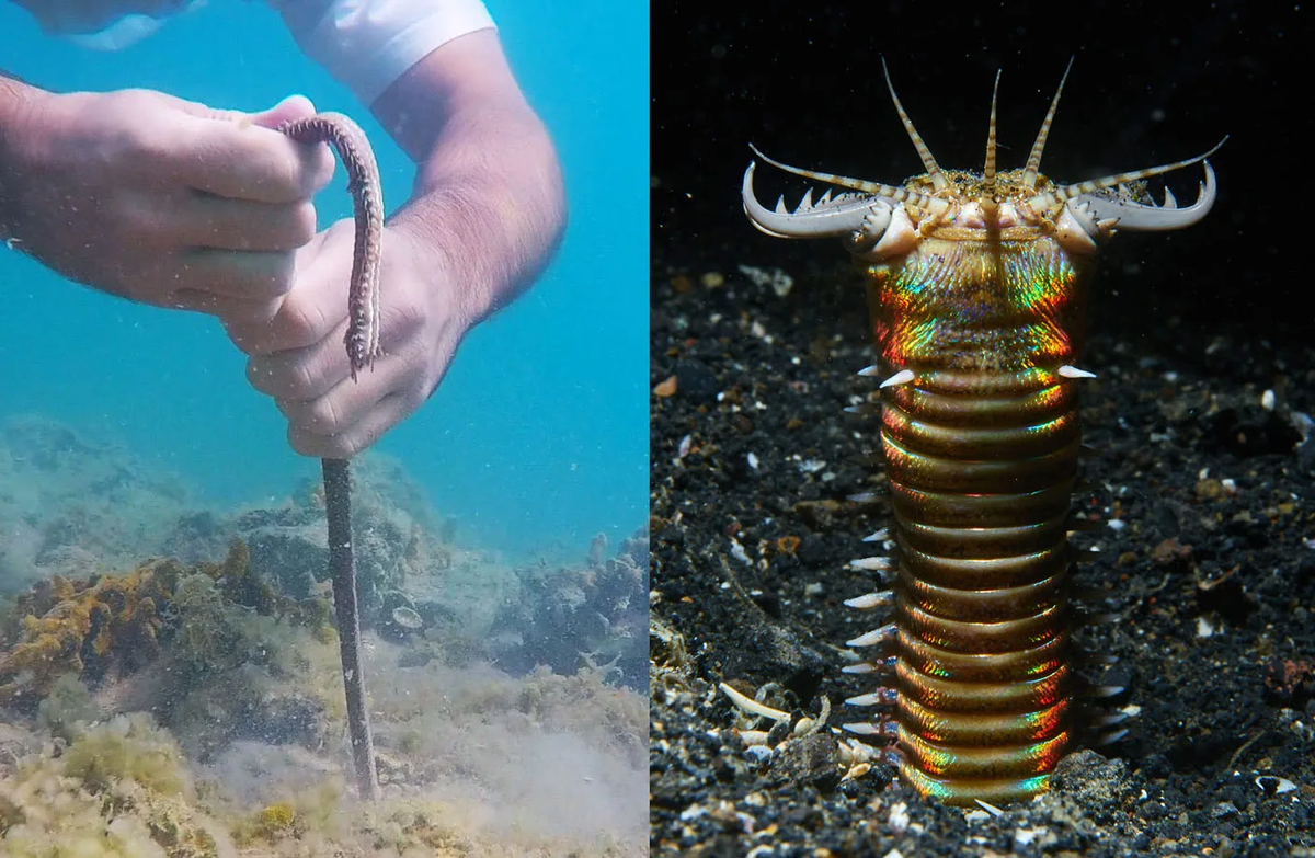 Гигантский кольчатый червь австралийский