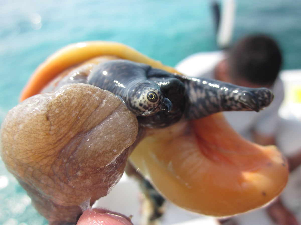 Улитка Стромбус морская