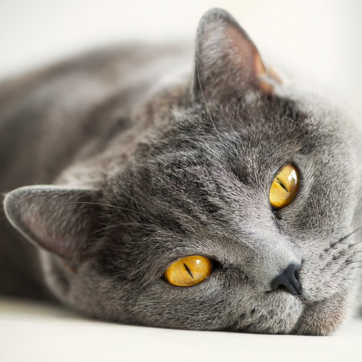 Серый кот с желтыми глазами