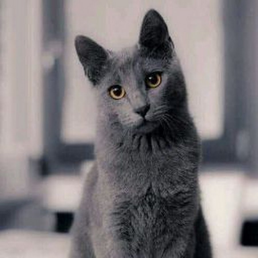 Дымчатый кот