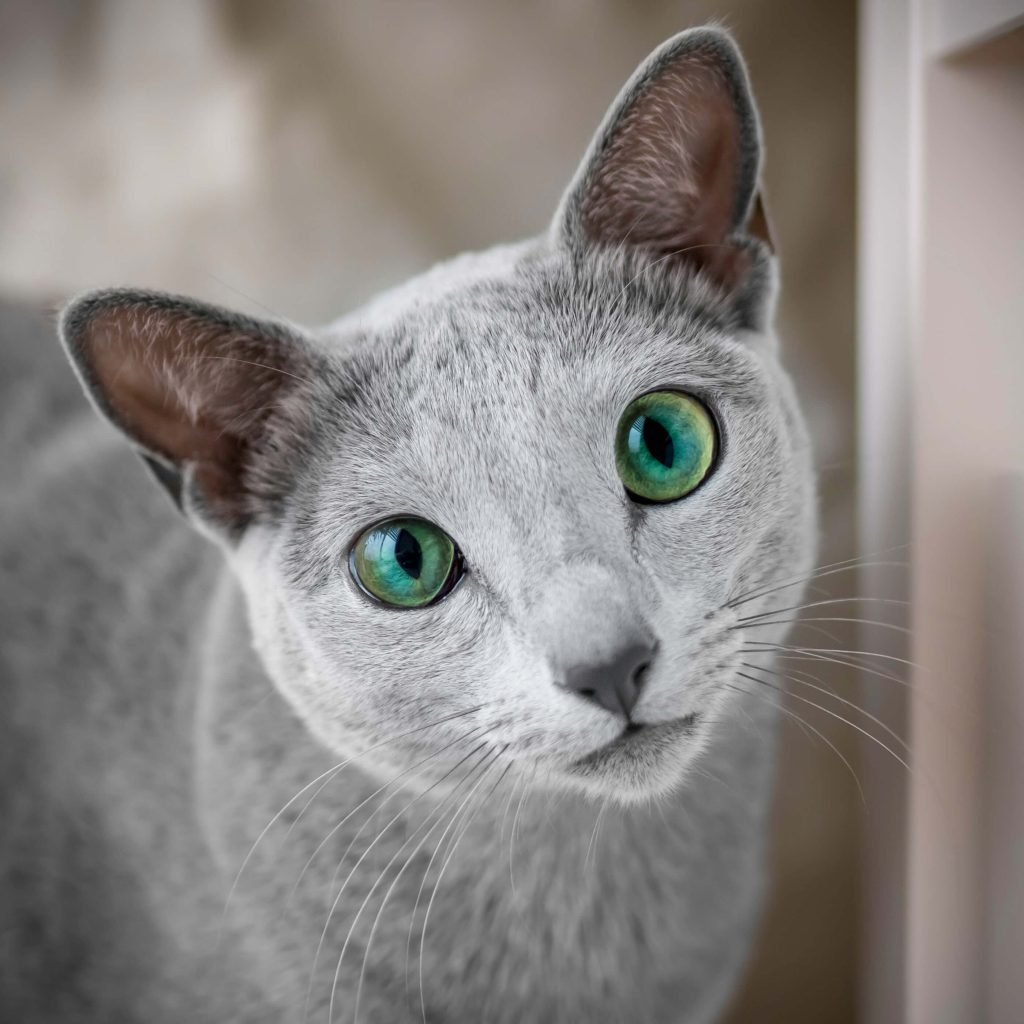 Охос азулес