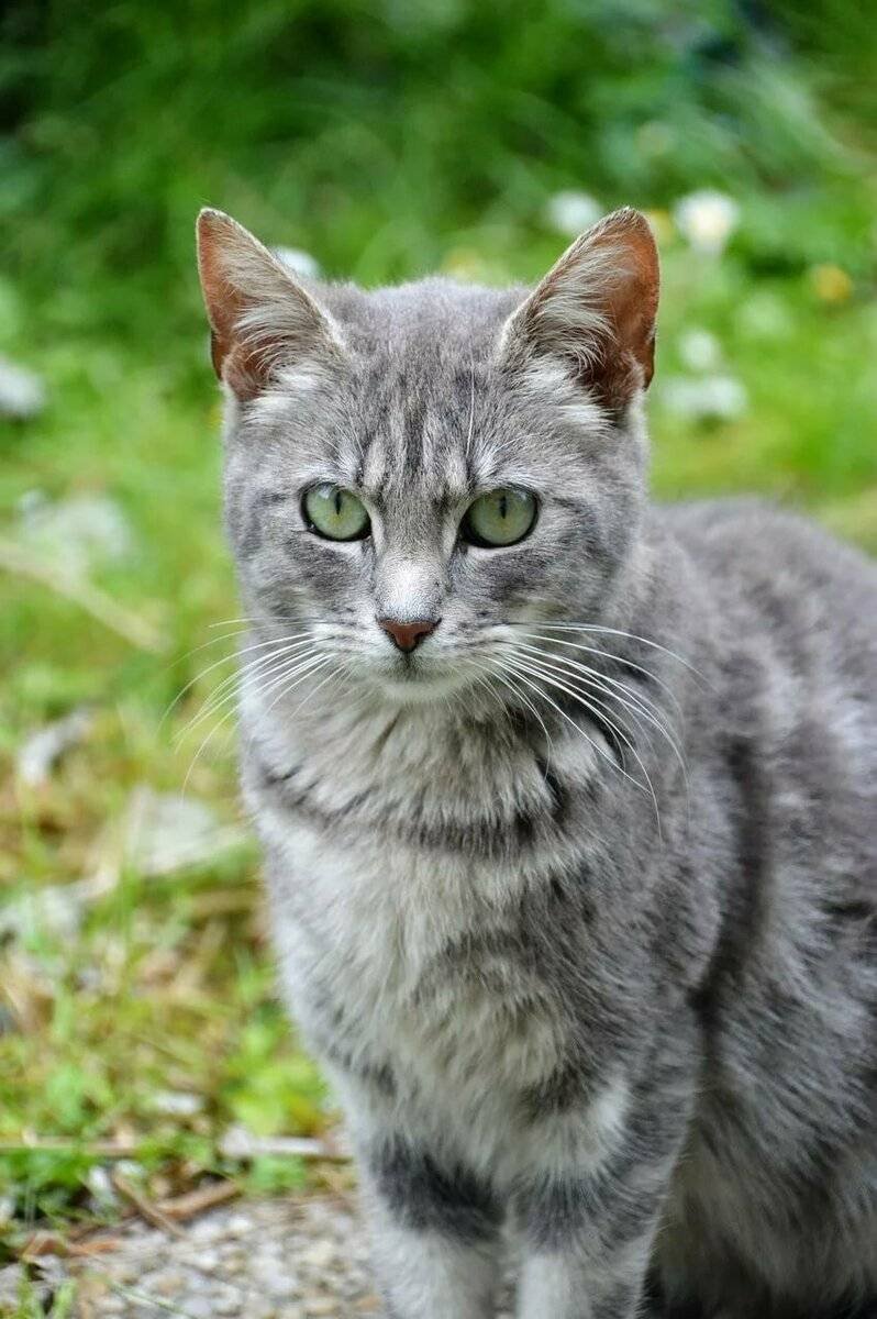 Сибирская короткошерстная Сибирская кошка