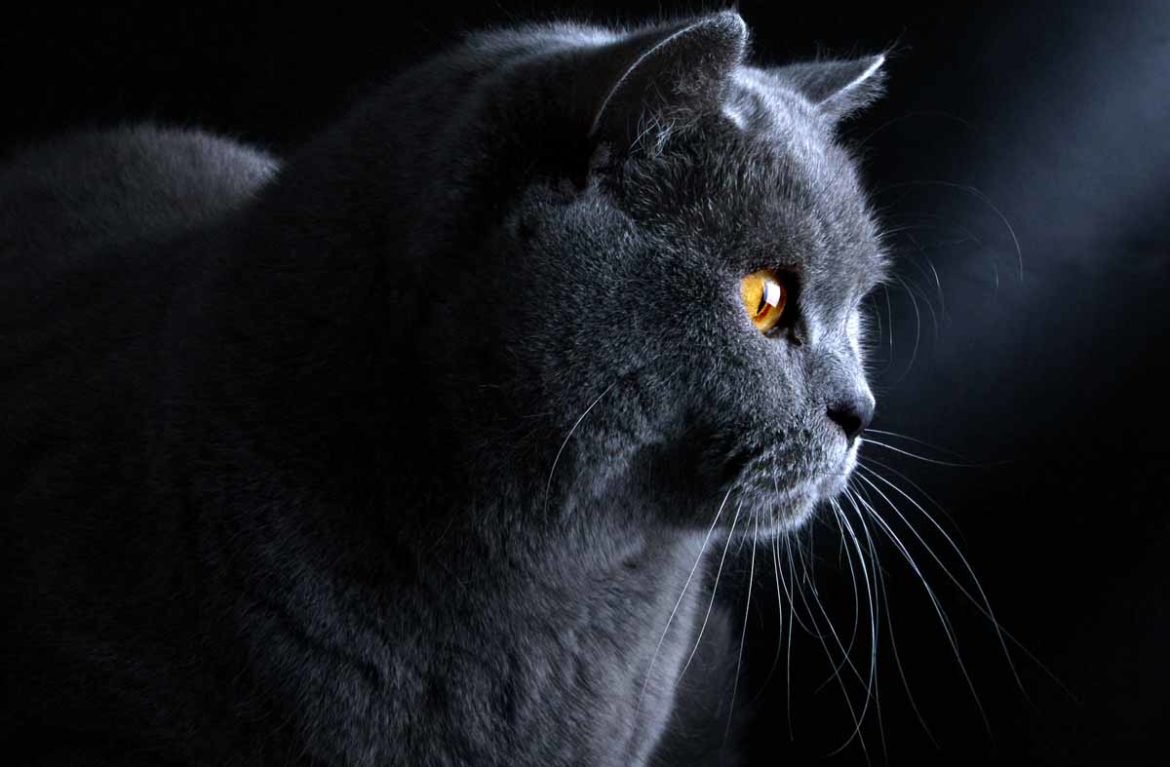 Британская кошка