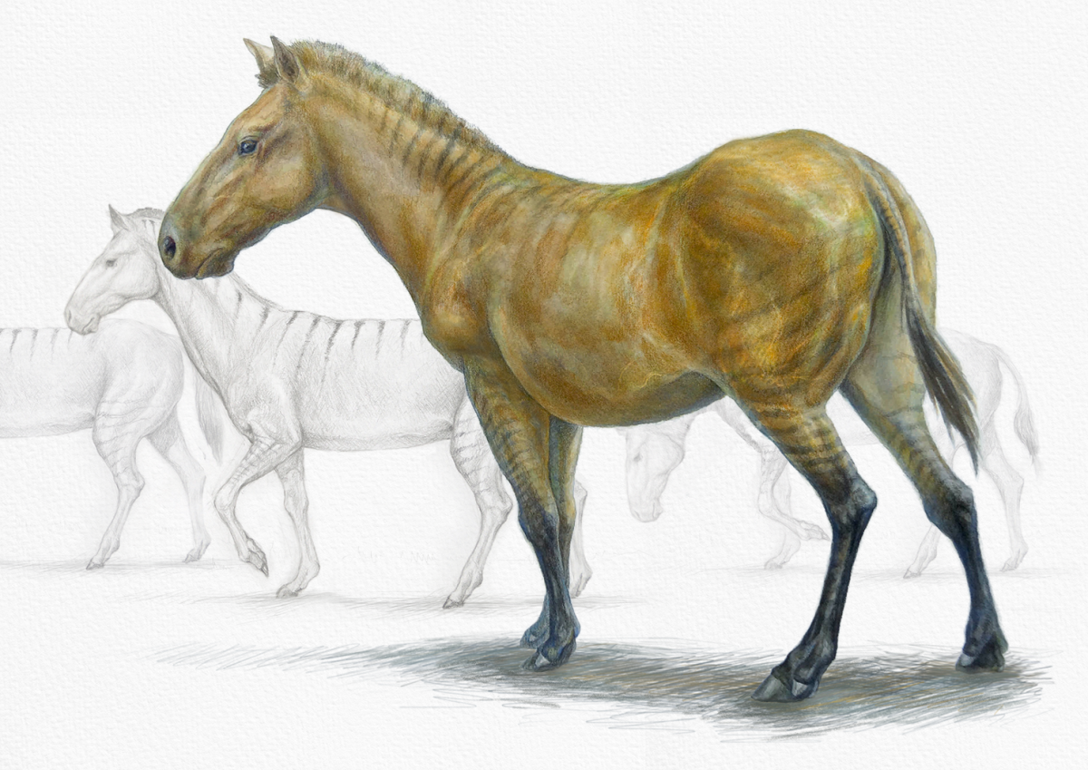 Гиппарионы вымершие