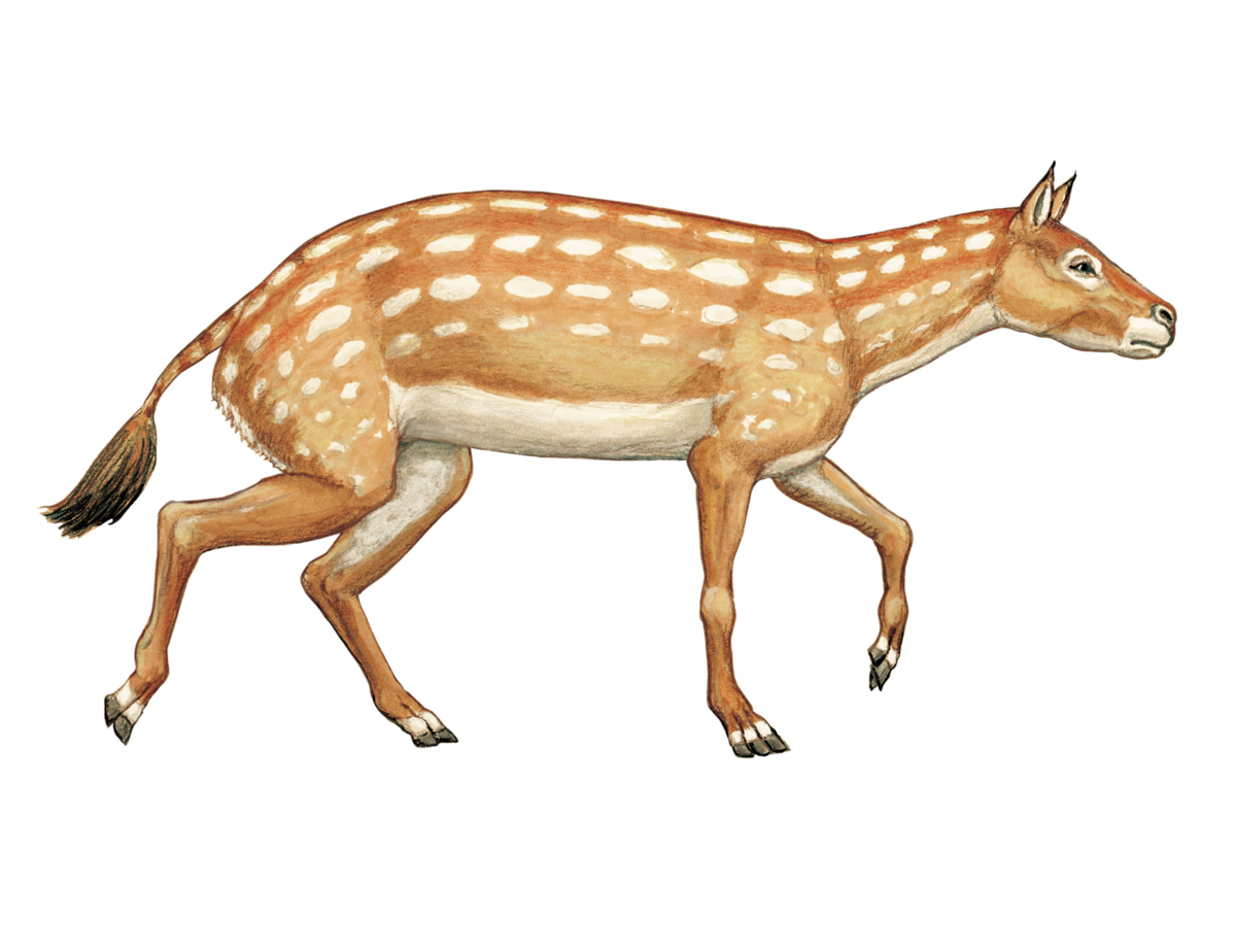 Эогиппус предок лошади
