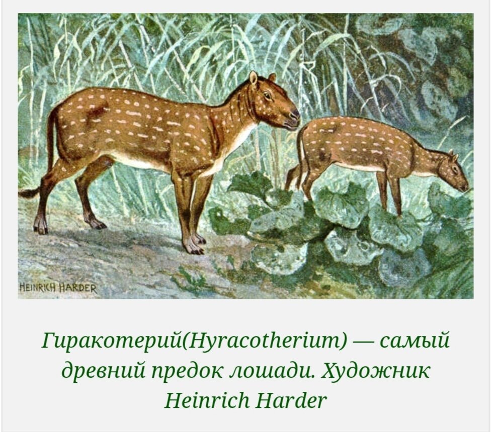 Самый древний предок лошади