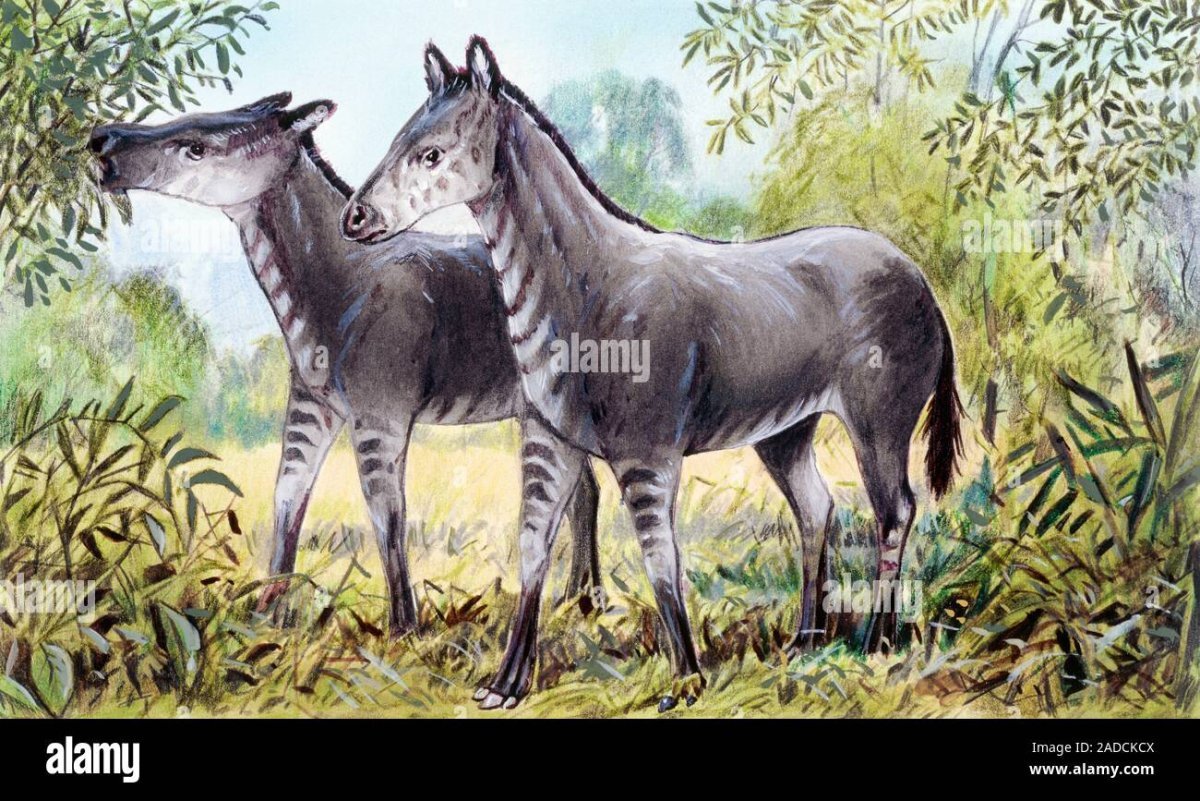 Эогиппус Эра