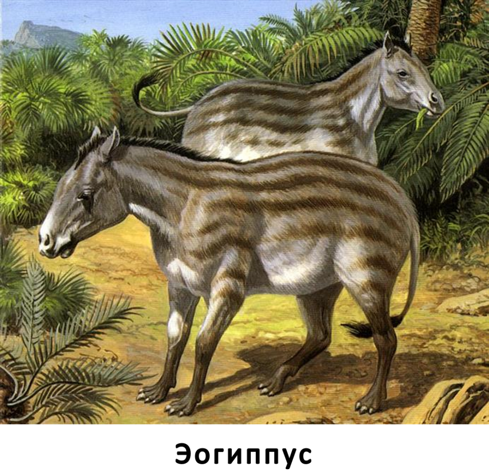 Гиракотерий предок лошади
