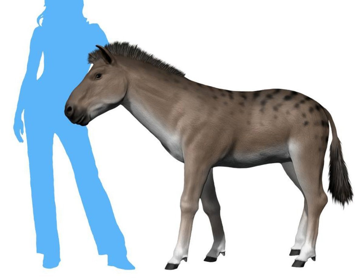 Мезогиппус Mesohippus
