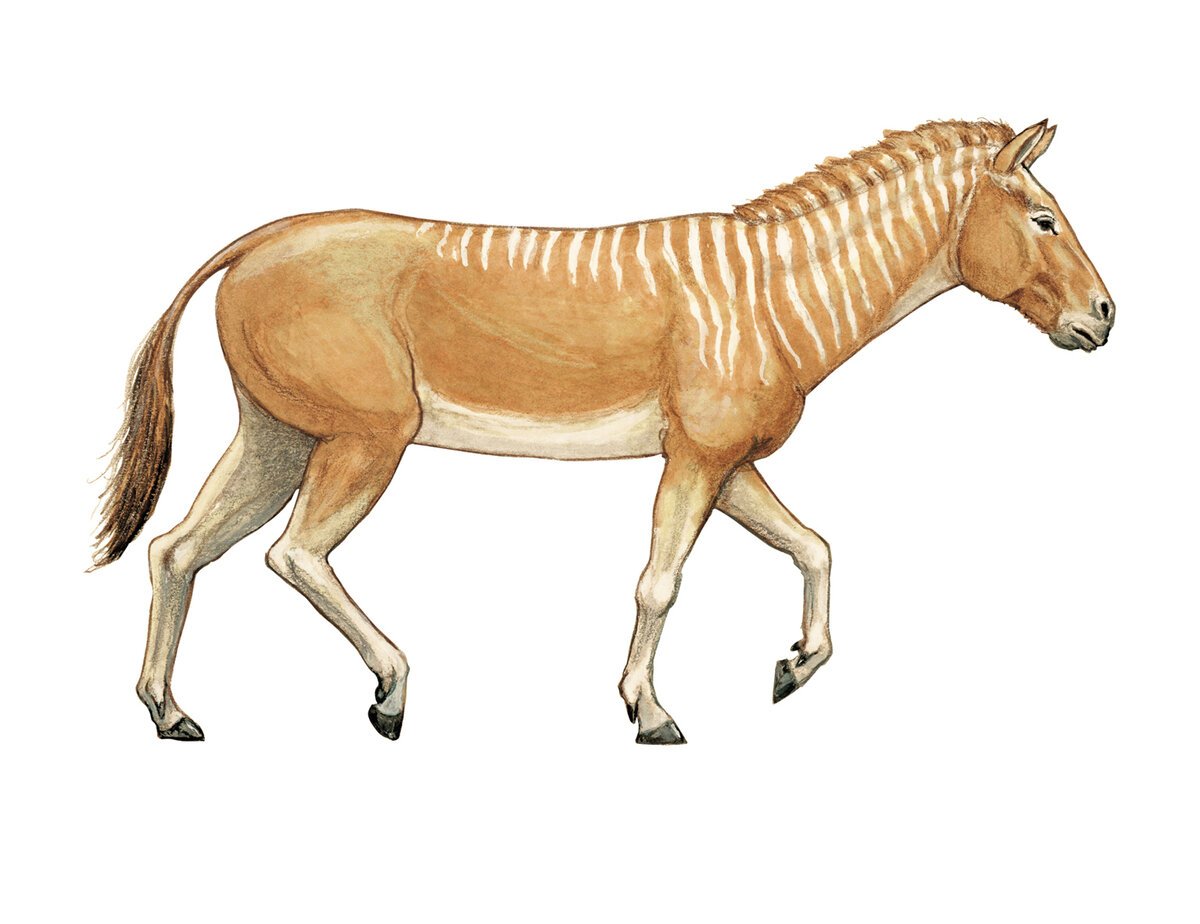 Эогиппус мезогиппус меригиппус гиппарион плиогиппус