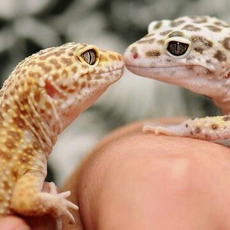 Ящерица геккон эублефар