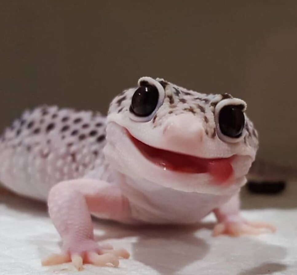 Эублефар милый