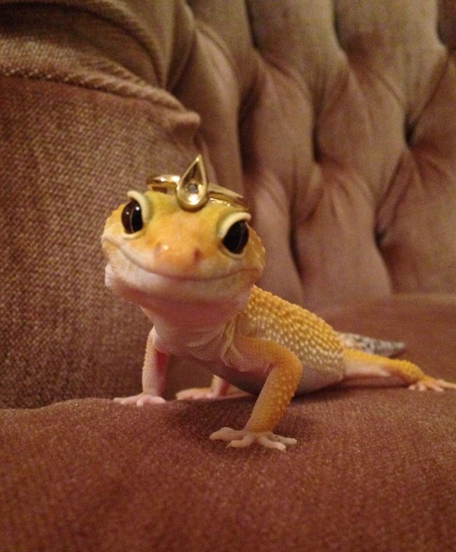 Геккон эублефар розовый