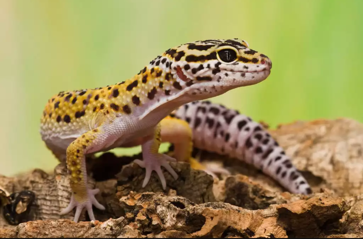 Пятнистый леопардовый эублефар