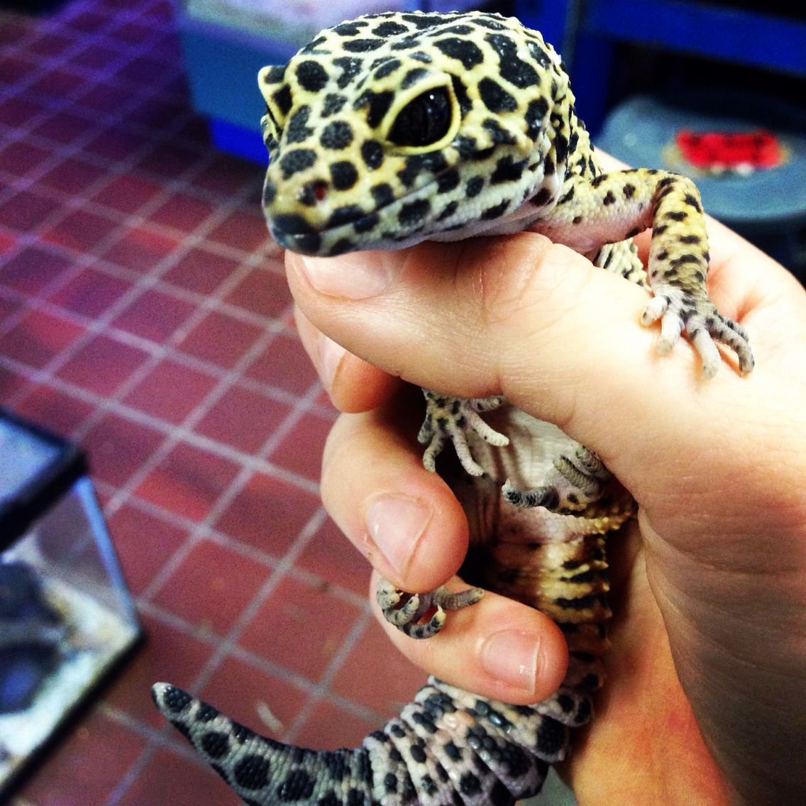 Леопардовый геккон