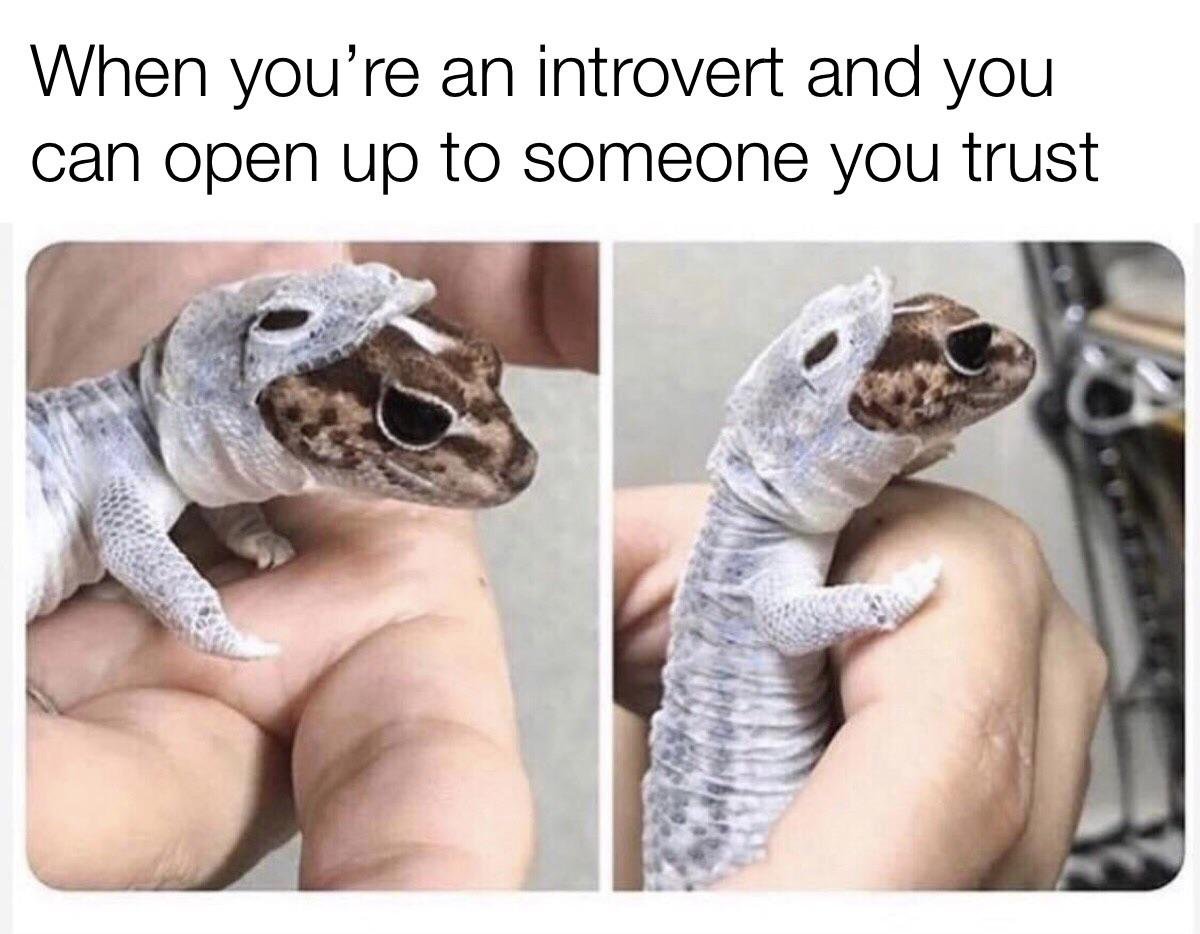 Геккон лижет глаз