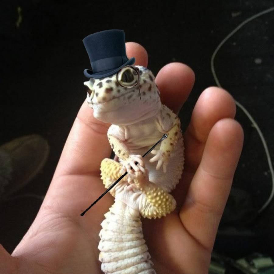 Ящерица леопардовый эублефар