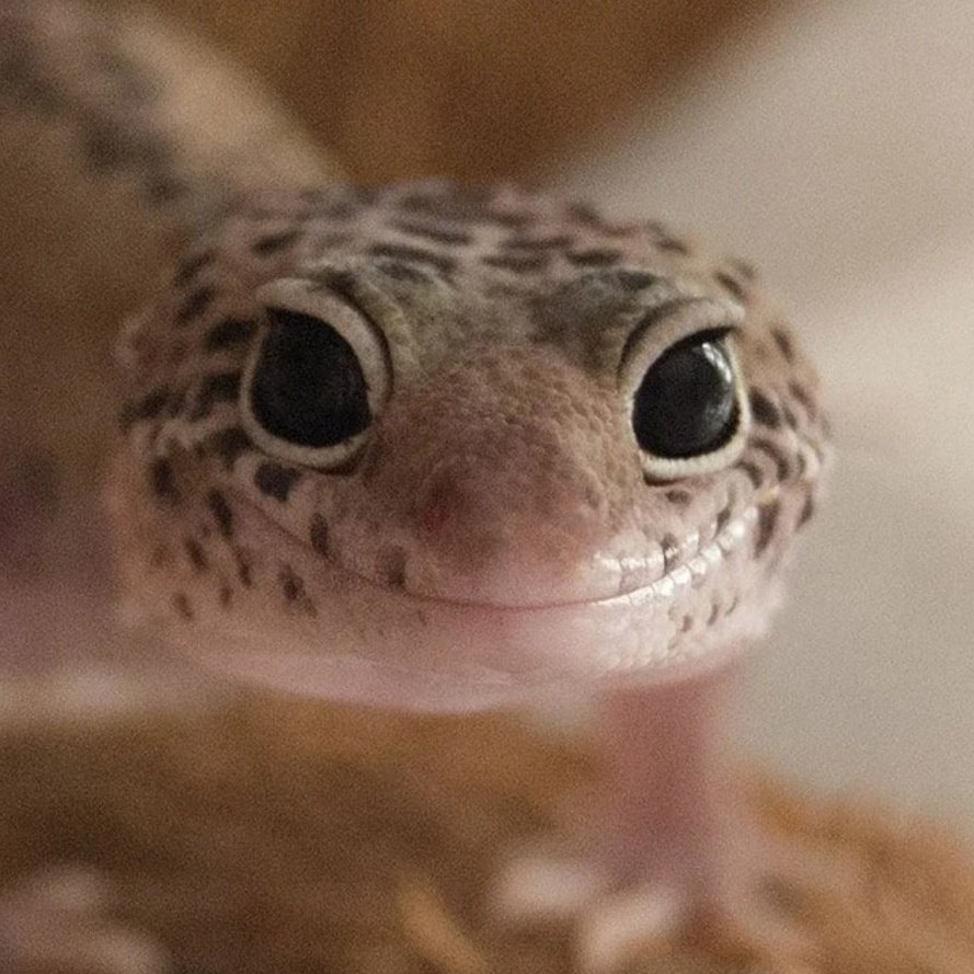 Ящерица геккон эублефар