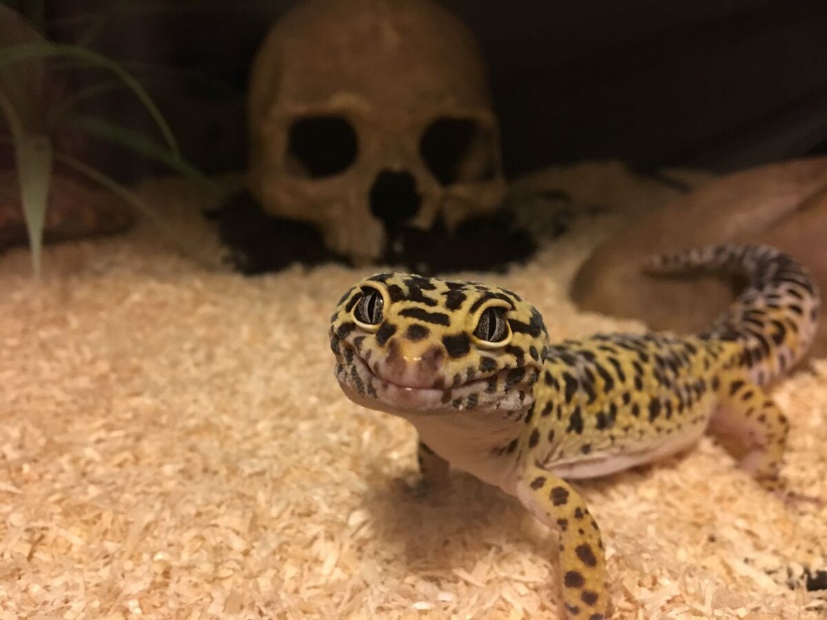 Ящерица пятнистый эублефар