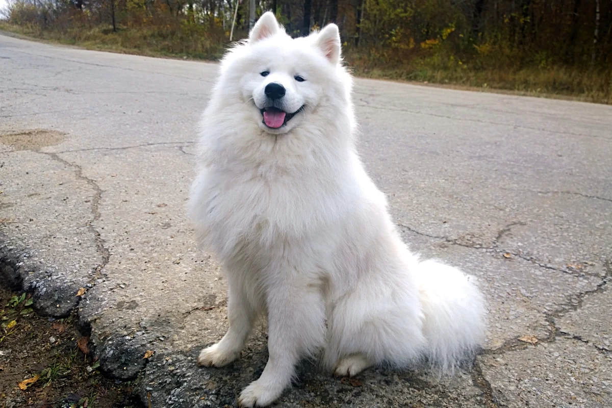 Белая лайка самоед