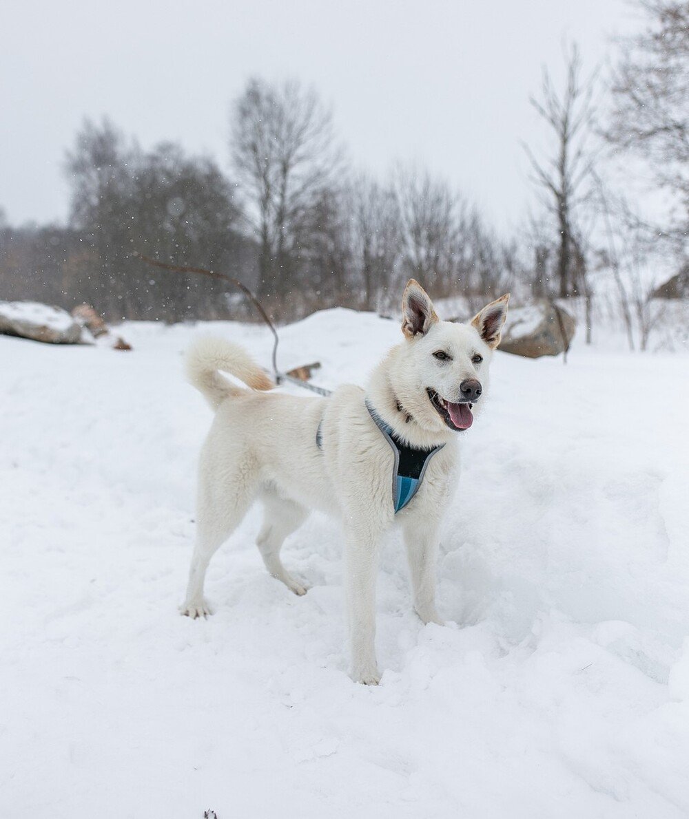 Собака Фроста