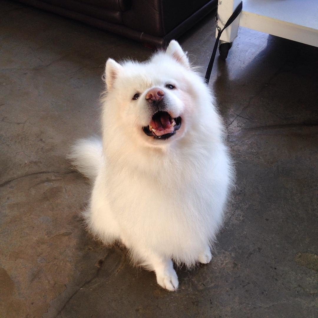 Собака Фроста порода