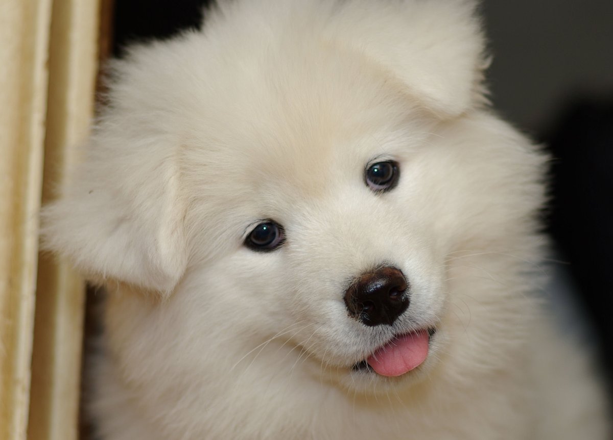 Самоедская лайка