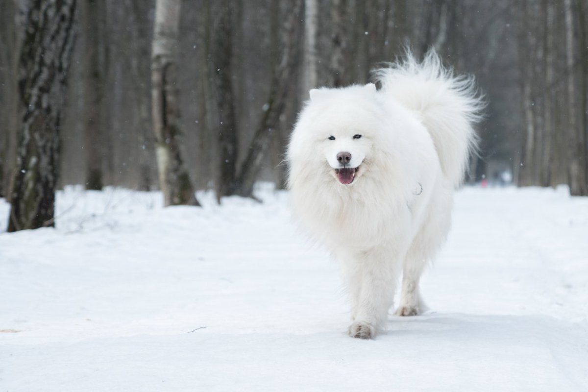 Самоедская лайка