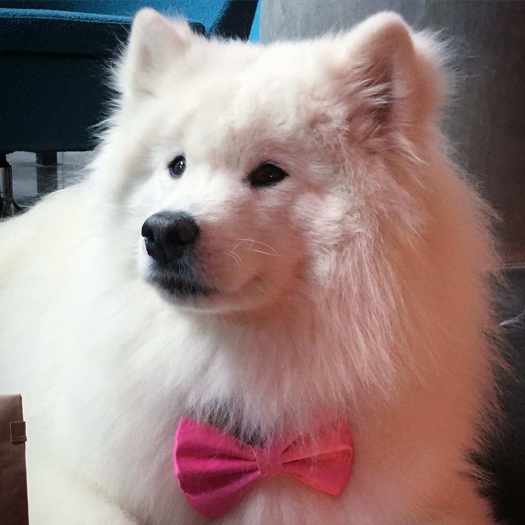 Самоеды розовые