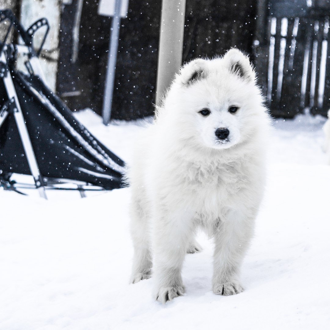 Аляскинский самоед