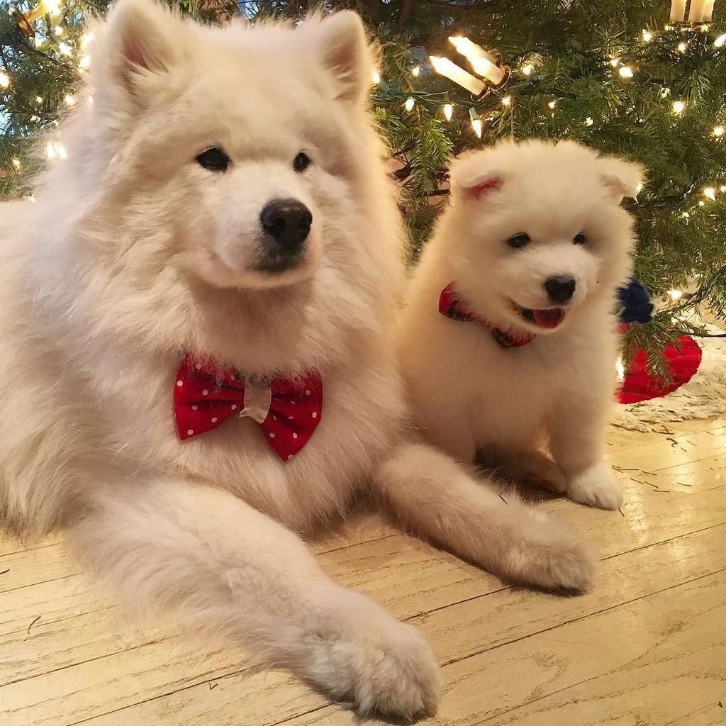 Аляскинский самоед