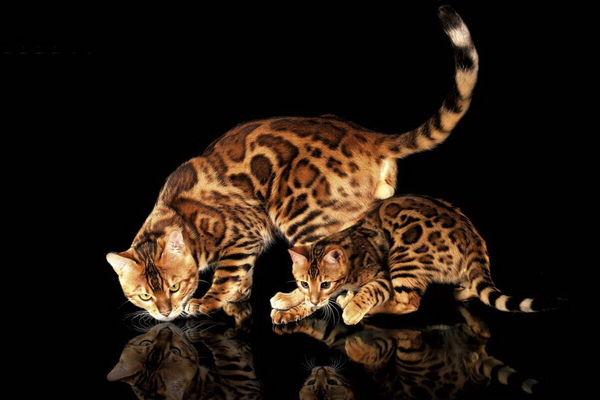 Золотистый бенгал