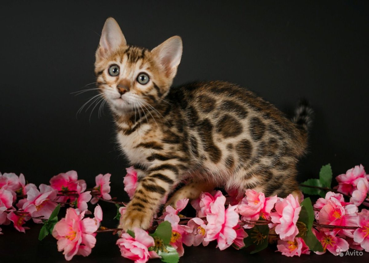 Бенгал котенок