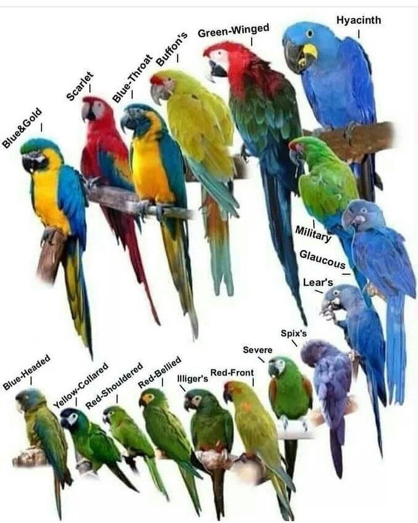 Попугаи среднего размера и их породы