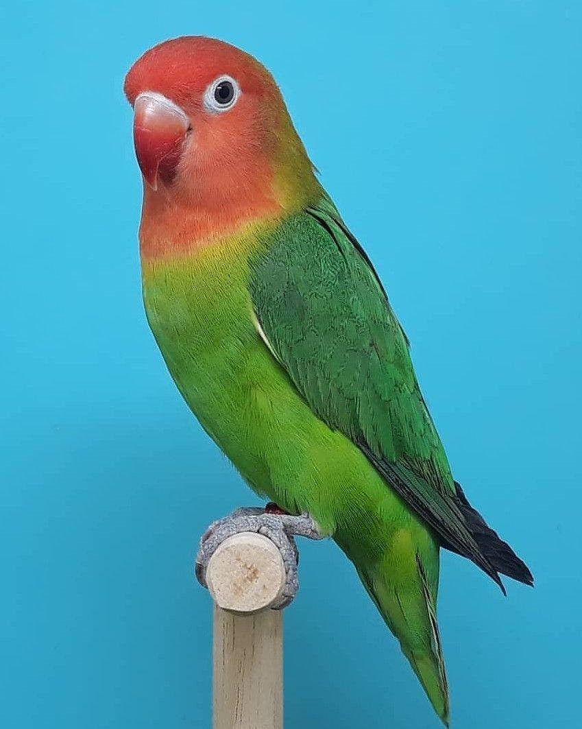 Попугай неразлучники Mango