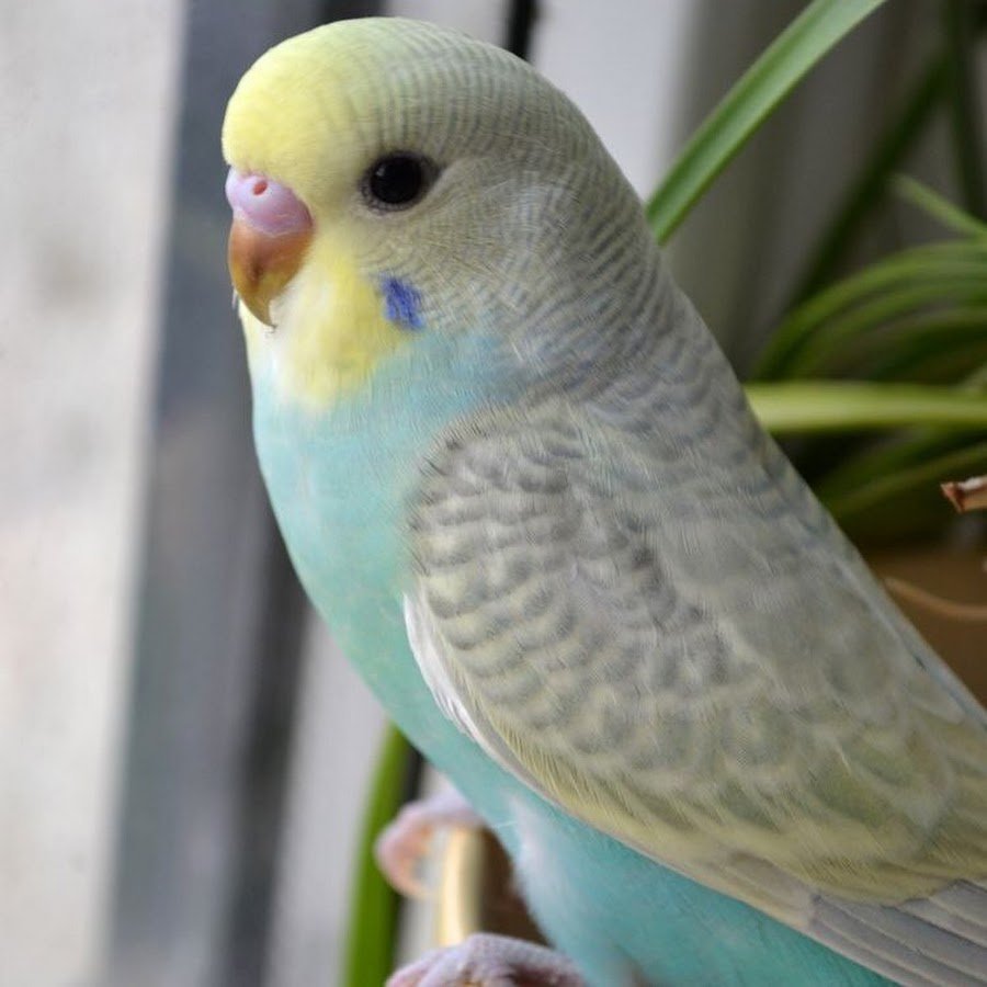 Волнистый попугай получех