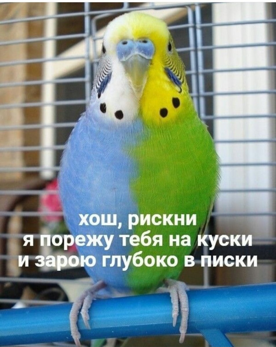 Пинто волнистый попугай