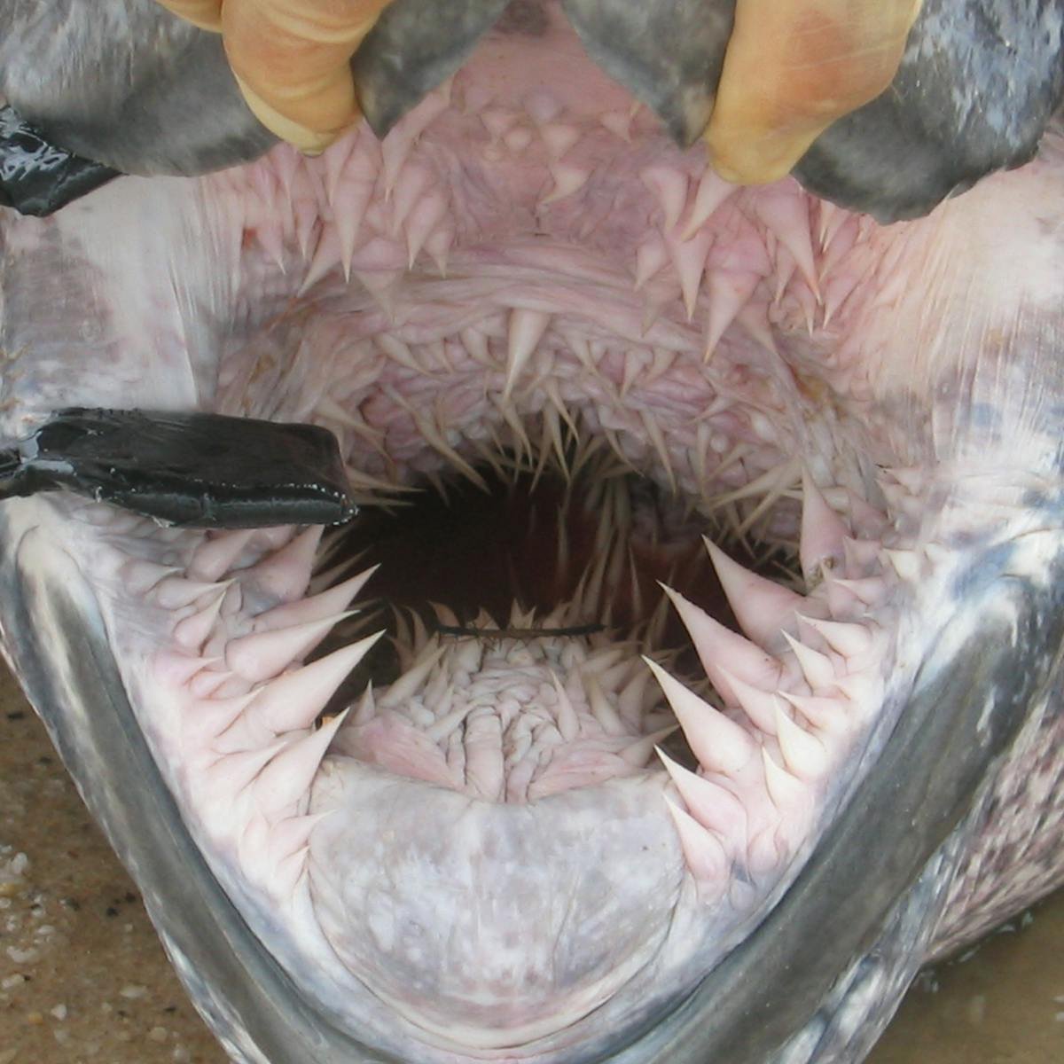 Пасть кожистой черепахи