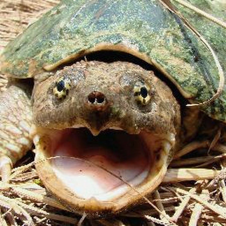 Морская кожистая черепаха зубы