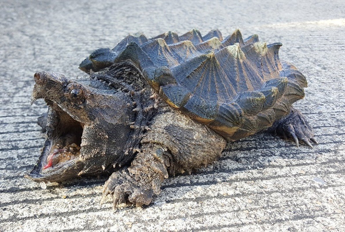 Грифовая аллигаторовая черепаха