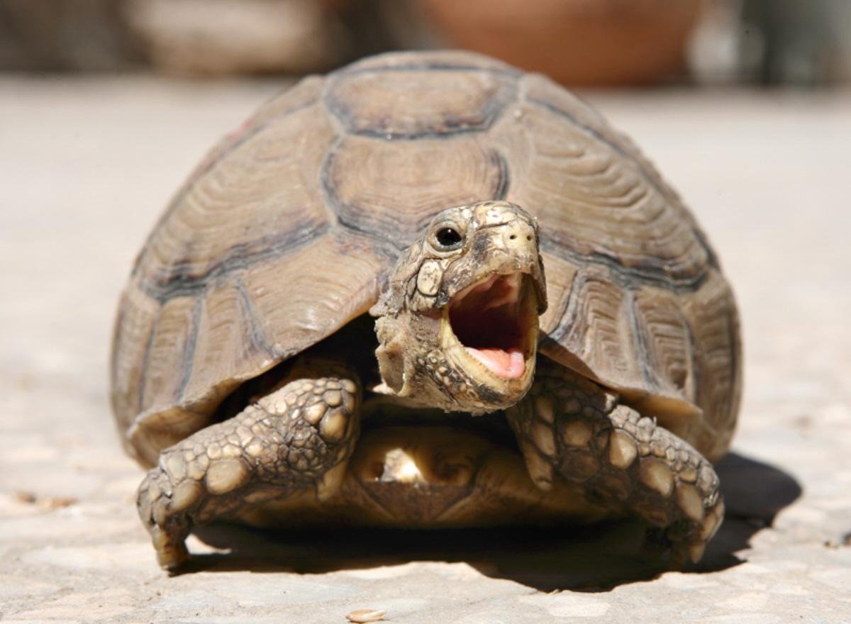 Среднеазиатская красноухая черепаха