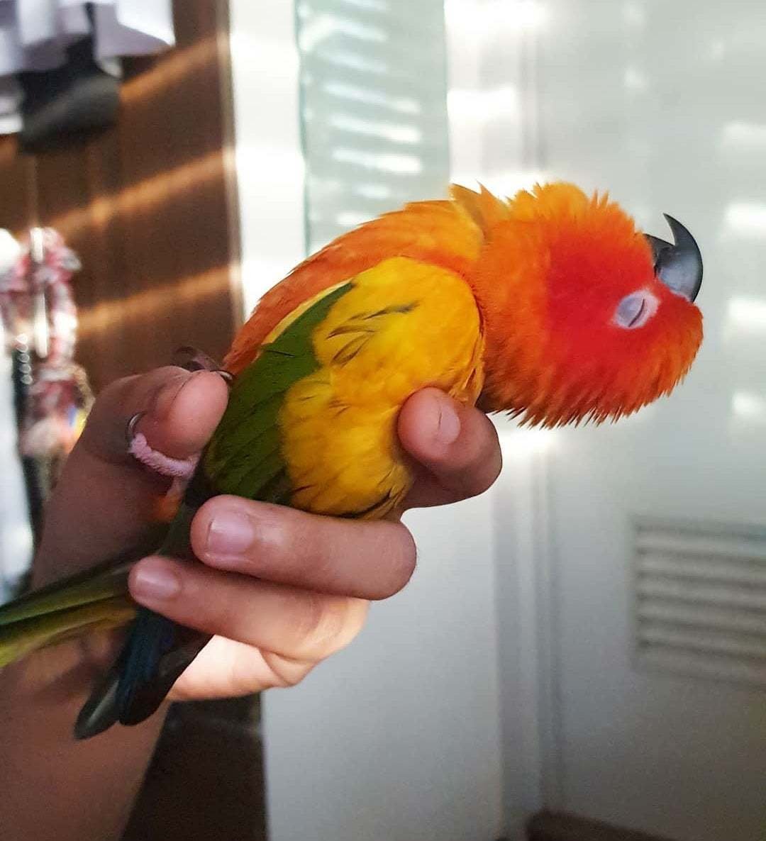 Попугай Иннокентий