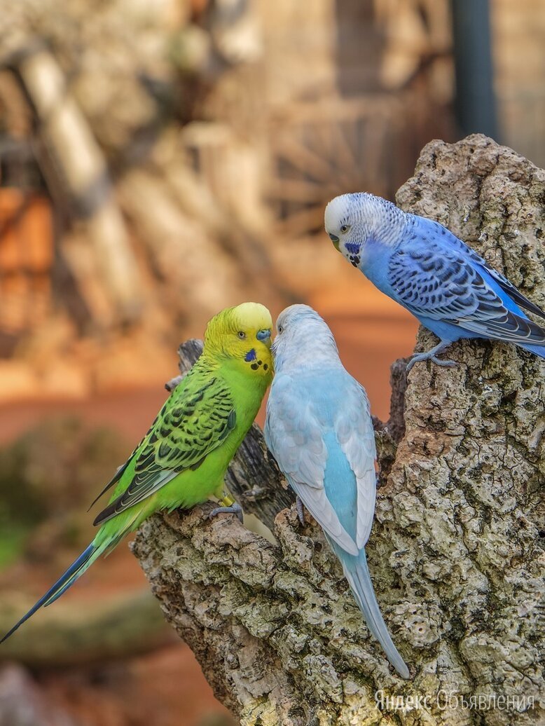 Попугаи волнистые попугайчики