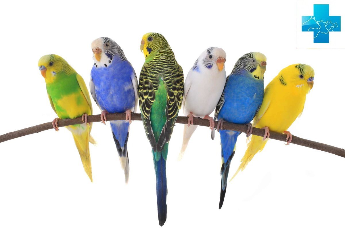Попугаи волнистые попугайчики