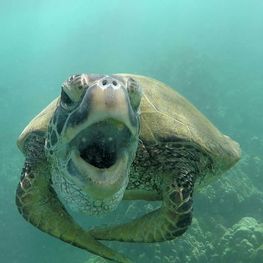 Кожистая морская черепаха рот