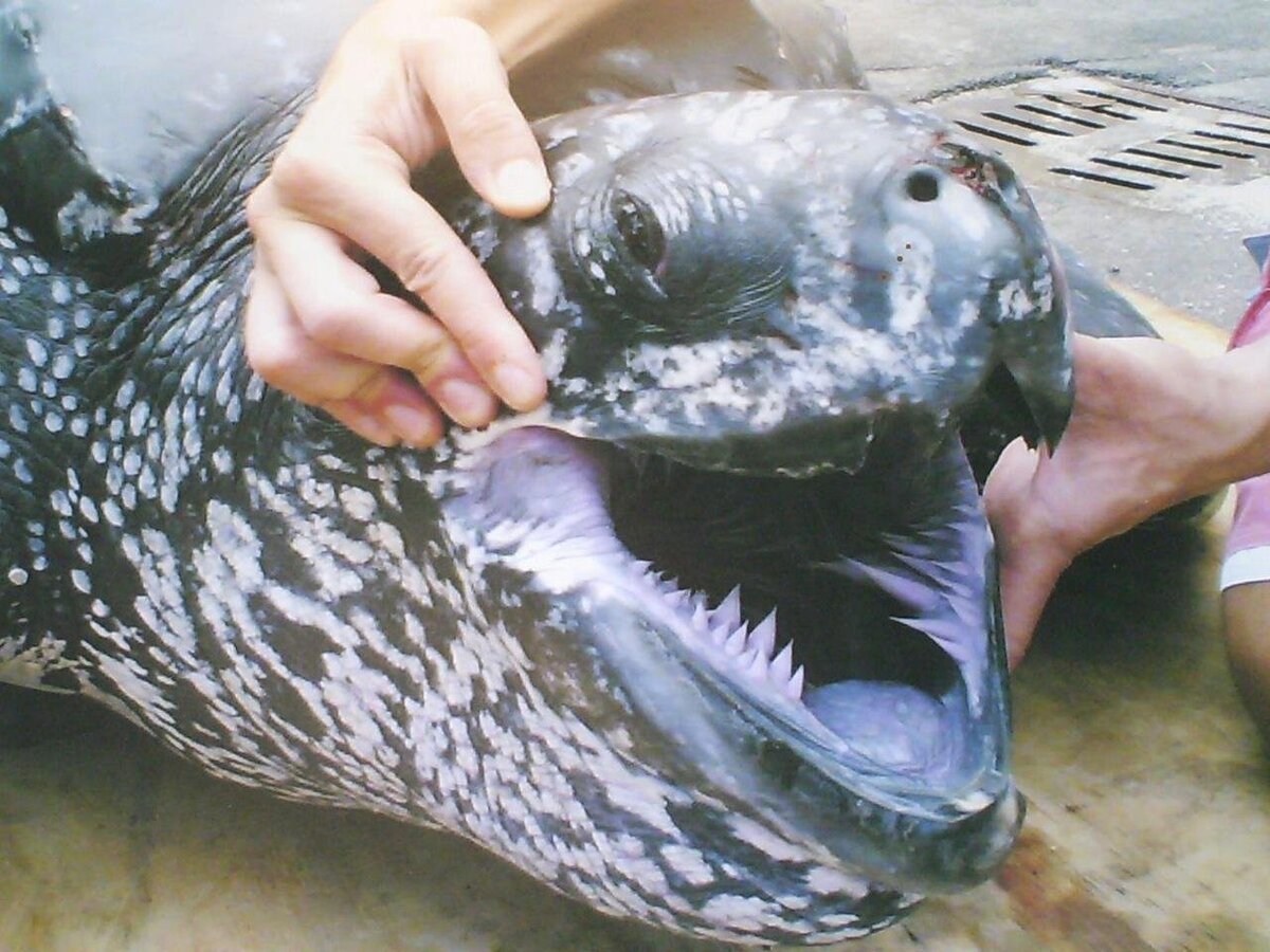 Морская кожистая черепаха зубы