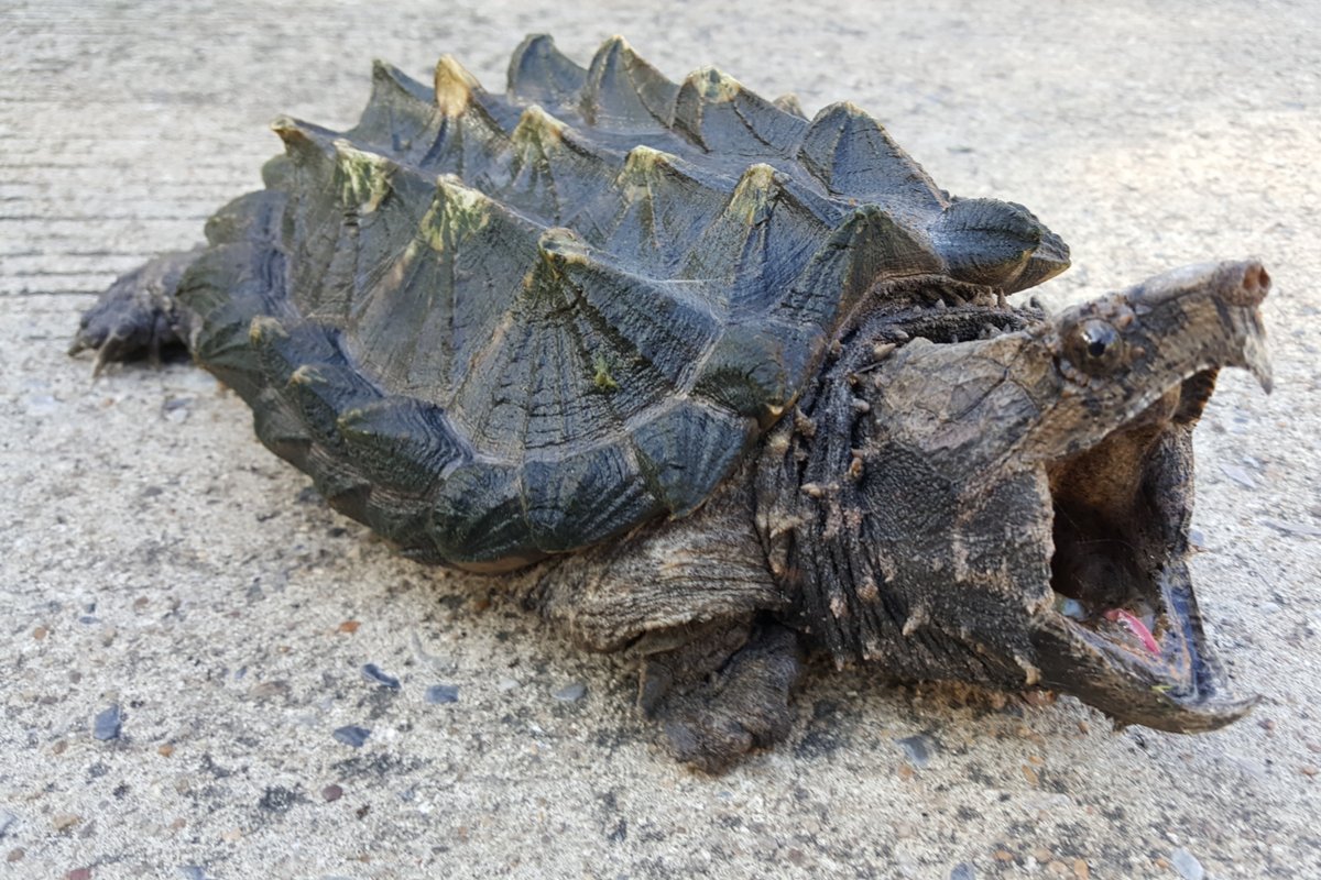 Черепаха Матамата