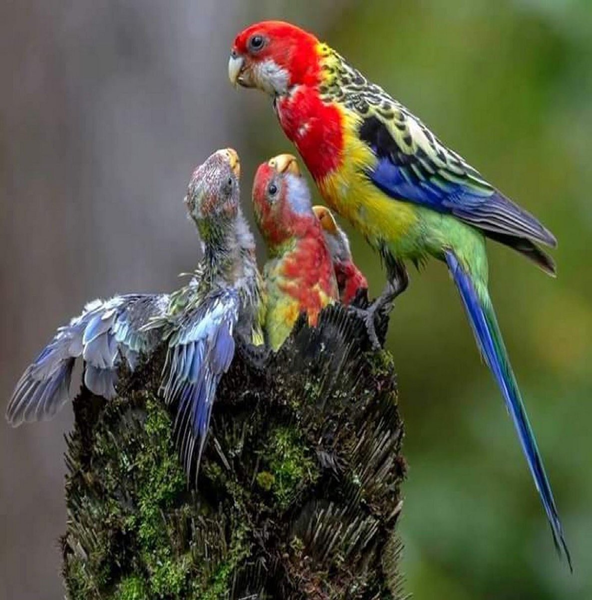 Попугай Розелла красная