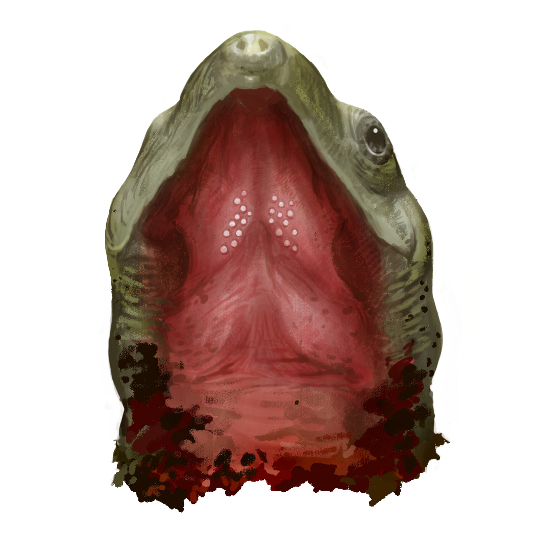 Череп зубастой черепахи